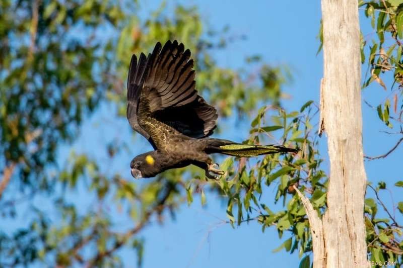 Discover Your Garden Trees  Spring Ravens Nesting Habits
