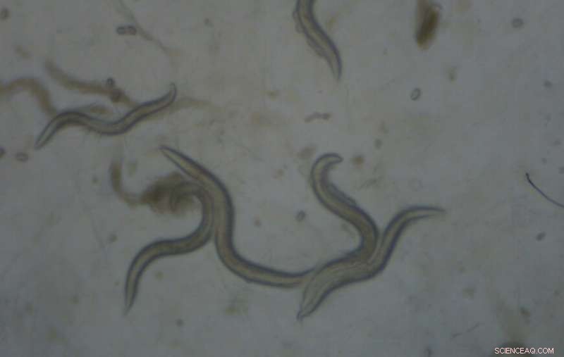 Groundbreaking Study Links Roundup Herbicide to Animal Convulsions