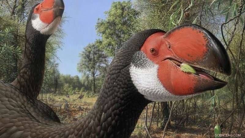Uncovering How Giant Australian Mihirung Birds  Reproductive Strategies Contributed to Their Extinction