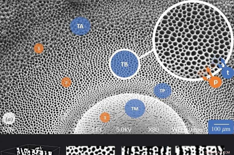 Sea Urchin Tubercle Architecture Reveals Voronoi Pattern