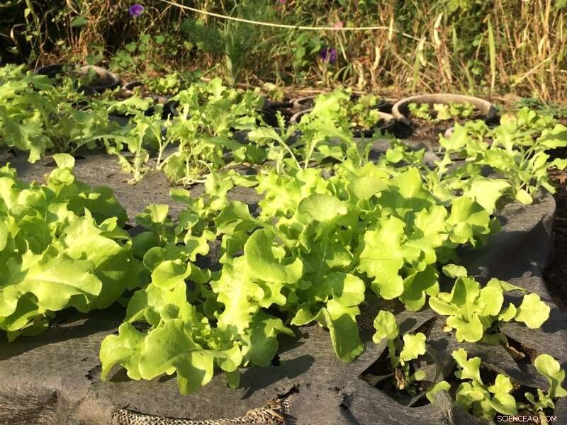 Study Confirms Washing Effectively Removes Lead from Urban-Grown Vegetables