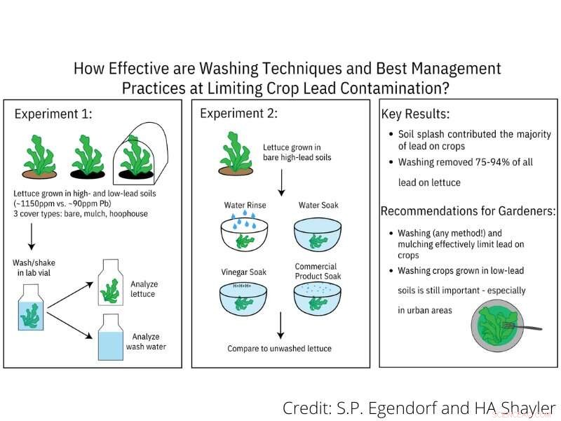 Study Confirms Washing Effectively Removes Lead from Urban-Grown Vegetables
