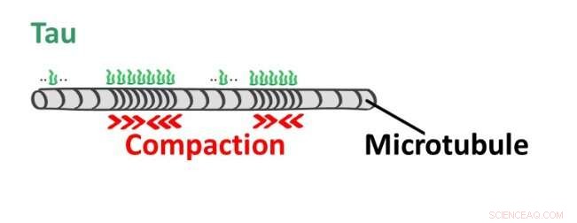 New Study Reveals How Tau Proteins Disrupt Microtubules in Neurons