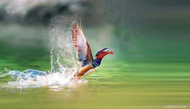 Ancient British Bird Records Identify Rewilding Opportunities