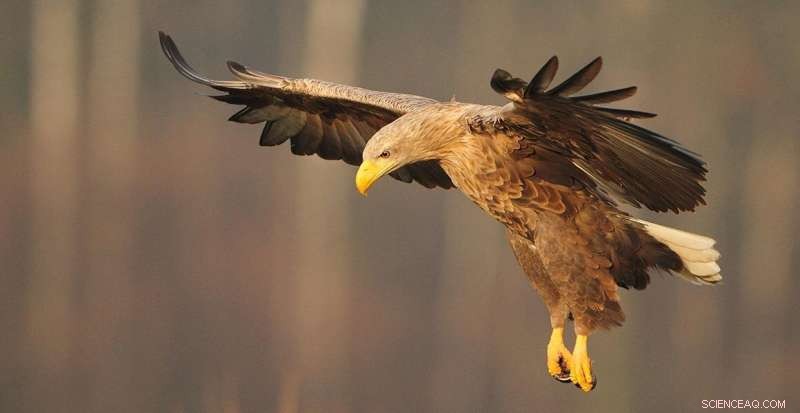 Ancient British Bird Records Identify Rewilding Opportunities