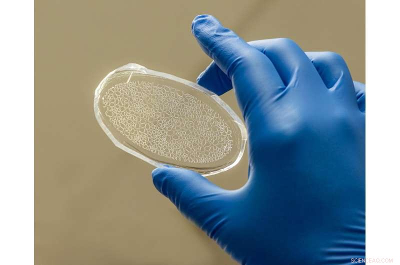 Revolutionizing Plant Health and Carbon Sequestration: Oak Ridge s Rhizosphere-on-a-Chip Platform