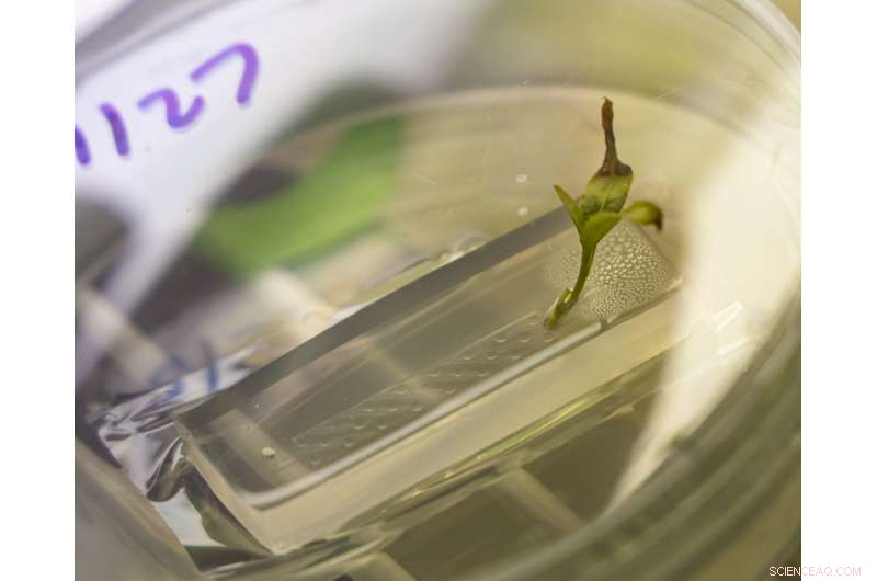 Revolutionizing Plant Health and Carbon Sequestration: Oak Ridge s Rhizosphere-on-a-Chip Platform