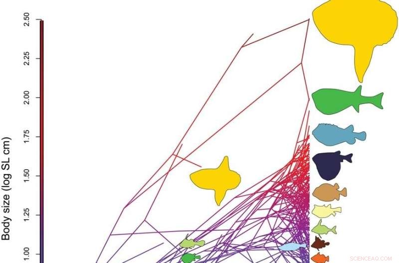 Long‑Term Ocean Cooling Drives Larger Tetraodontiform Fish, New PNAS Study Reveals