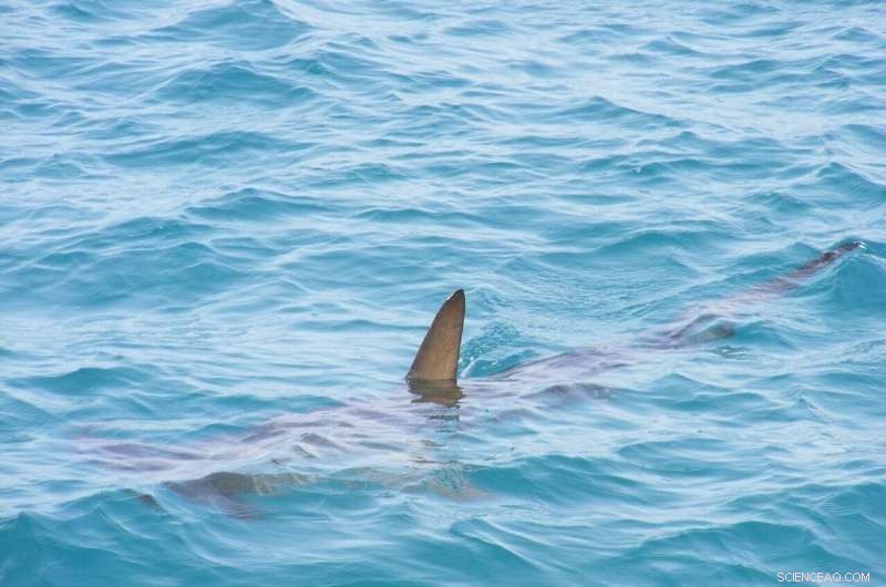 Shark Meat and Fins Contain Dangerous Mercury Levels: A Health Warning