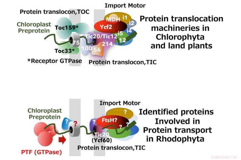 Revealing a Novel GTPase Drives Protein Import into Rhodophyta Chloroplasts
