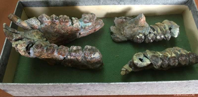 17‑Million‑Year‑Old Kenyan Ape Teeth Reveal Fresh Clues About Early Human Evolution