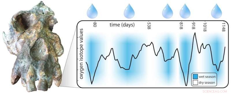 17‑Million‑Year‑Old Kenyan Ape Teeth Reveal Fresh Clues About Early Human Evolution
