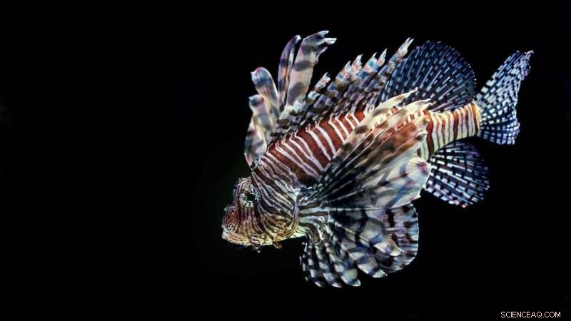 Scientists Study Lionfish Health to Mitigate Invasive Species Impact