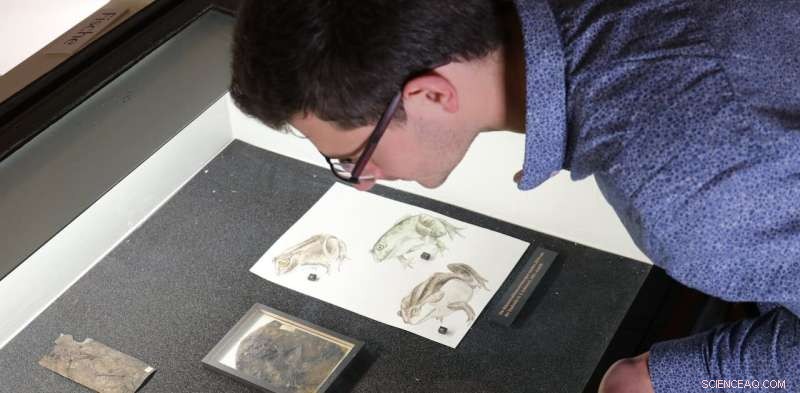 Mass Death of Ancient Frogs Linked to Reproductive Overexertion, New Study Finds