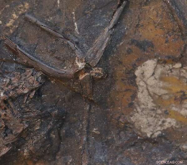 Mass Death of Ancient Frogs Linked to Reproductive Overexertion, New Study Finds