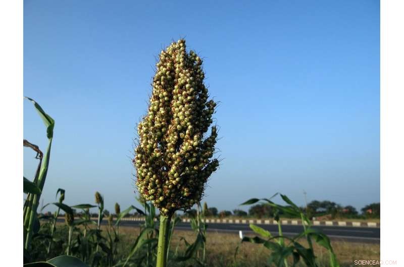 New Microbial Discoveries Boost Sorghum Drought Resistance: Multi-Scale Study Reveals Key Bacteria