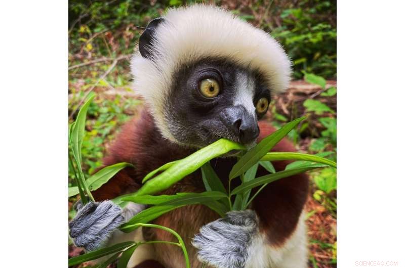 The Lemur Gut: A Complex Ecosystem of Microbial Communities