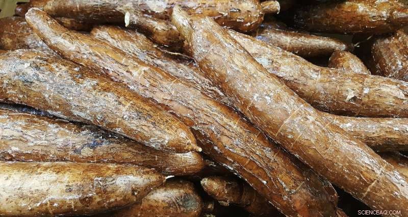 New Gene Discovery Offers Hope Against Cassava Mosaic Disease, Strengthening Food Security