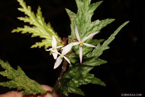 New Begonia Subspecies Discovered in Bagasa, Philippines