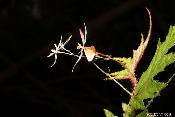 New Begonia Subspecies Discovered in Bagasa, Philippines