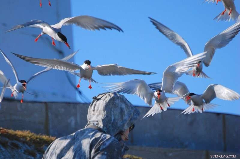Innovative Conservation Tactic Boosts Roseate Tern Populations on Dublin’s Rockabill Island