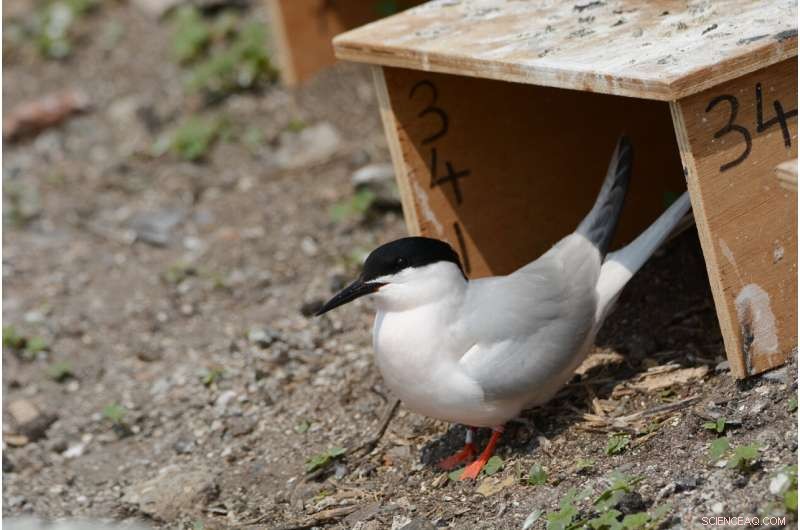 Innovative Conservation Tactic Boosts Roseate Tern Populations on Dublin’s Rockabill Island