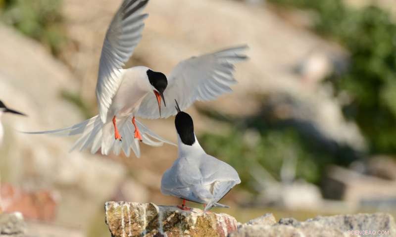 Innovative Conservation Tactic Boosts Roseate Tern Populations on Dublin’s Rockabill Island
