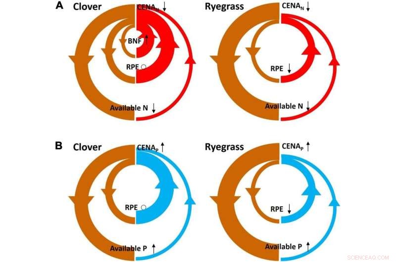 Improving Understanding of Below-Ground Carbon Allocation and Its Efficiency in Nutrient Acquisition