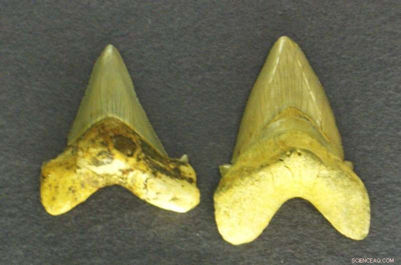 Historic Discovery: 8-Year-Old Boy Uncovers Giant Megatooth Shark Fossil in South Carolina