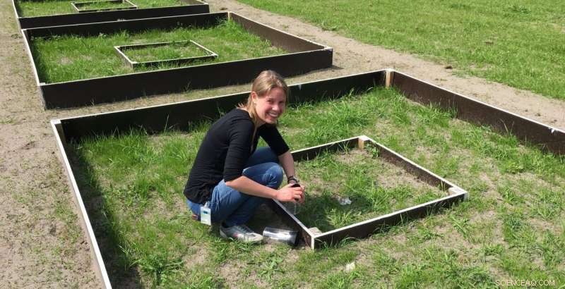 How Earthworms Boost Phosphate Levels and Soil Health in Grassland