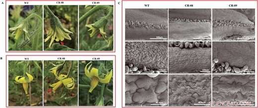DNA Methylation Shapes Tomato Fruit Development: Insights from SlCMT4