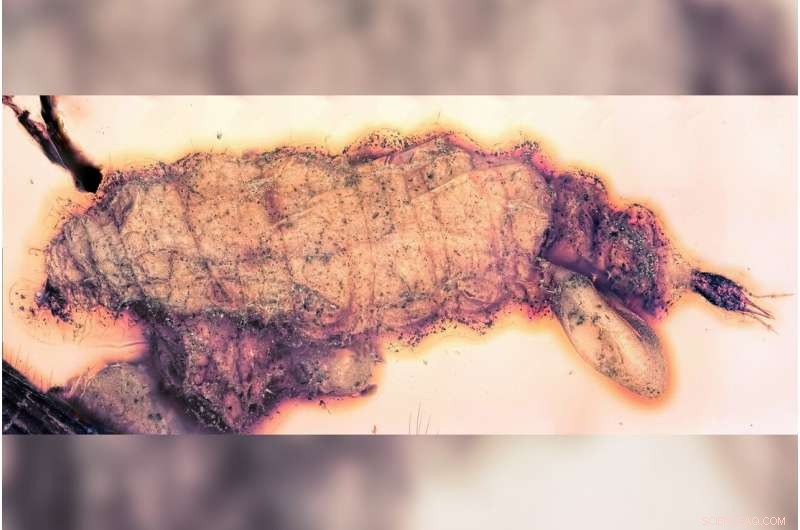 Groundbreaking Fossil Reveals Earliest Physogastric Insects