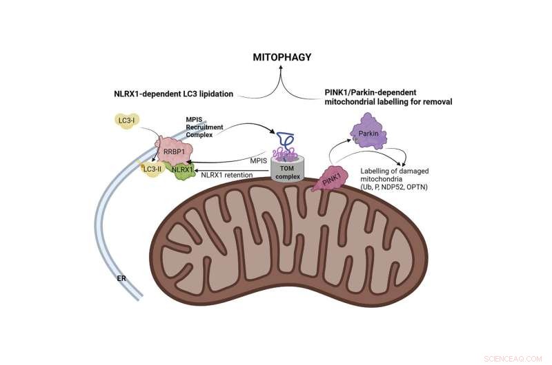 New Study Reveals Trigger Behind Mitochondrial Turnover in Human Cells