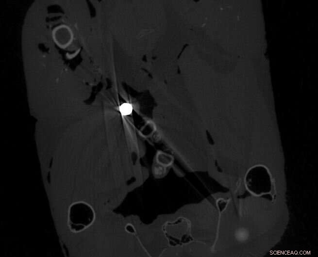 Study Reveals Lead Contamination in Pheasant Meat Sold for Consumption