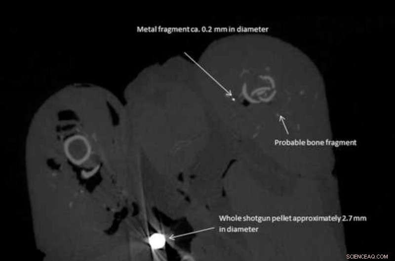 Study Reveals Lead Contamination in Pheasant Meat Sold for Consumption