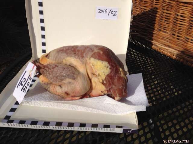 Study Reveals Lead Contamination in Pheasant Meat Sold for Consumption