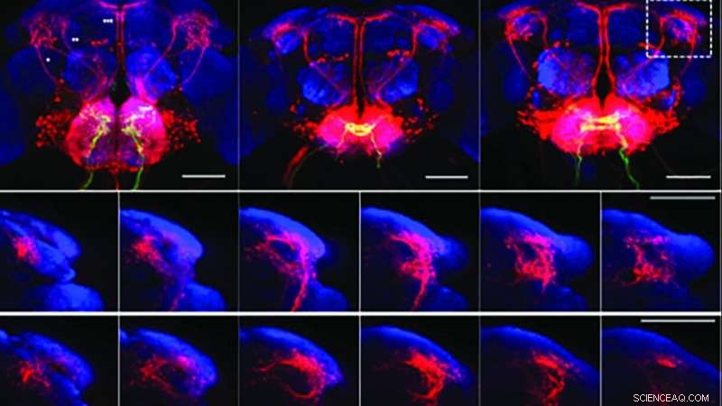 New Imaging Technique Reveals How Fruit Fly Brains Detect Sweet and Bitter Tastes