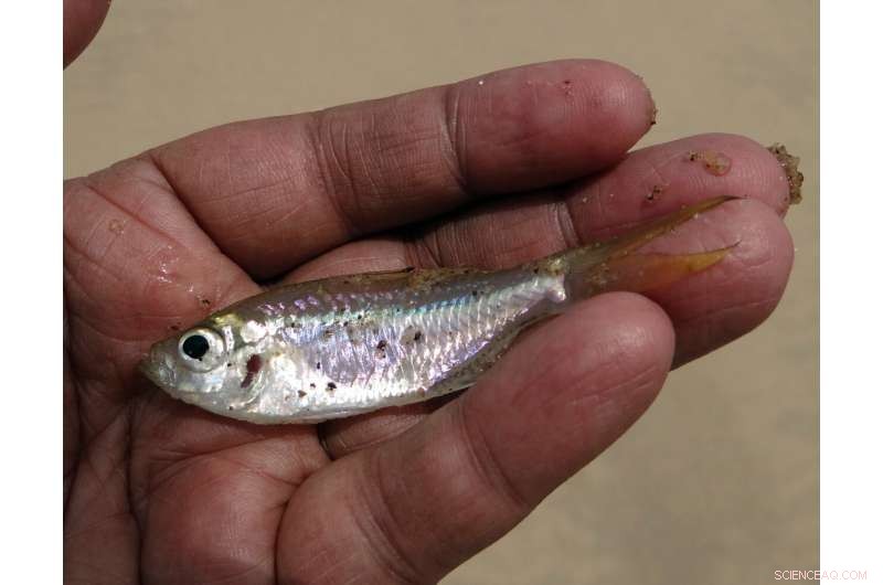 New Study Reveals Minnows Resilient to Rising Temperatures