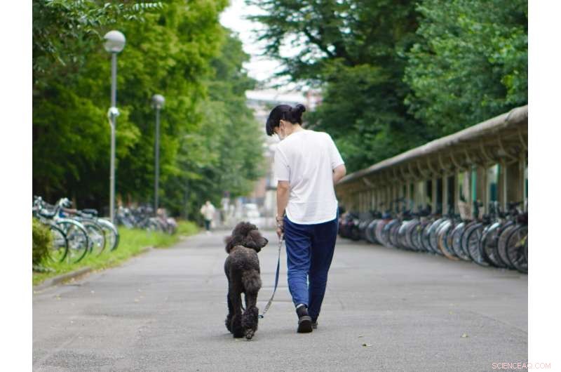 Canine Tear Response Peaks During Owner Reunion: New Study Reveals Emotional Connection