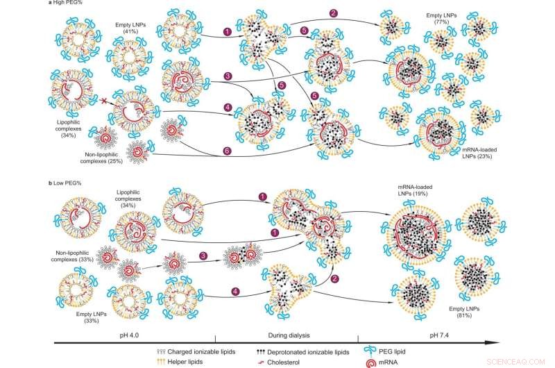 Innovative Molecular Detection Platform Uncovers Key Insights for Gene Medicine Production