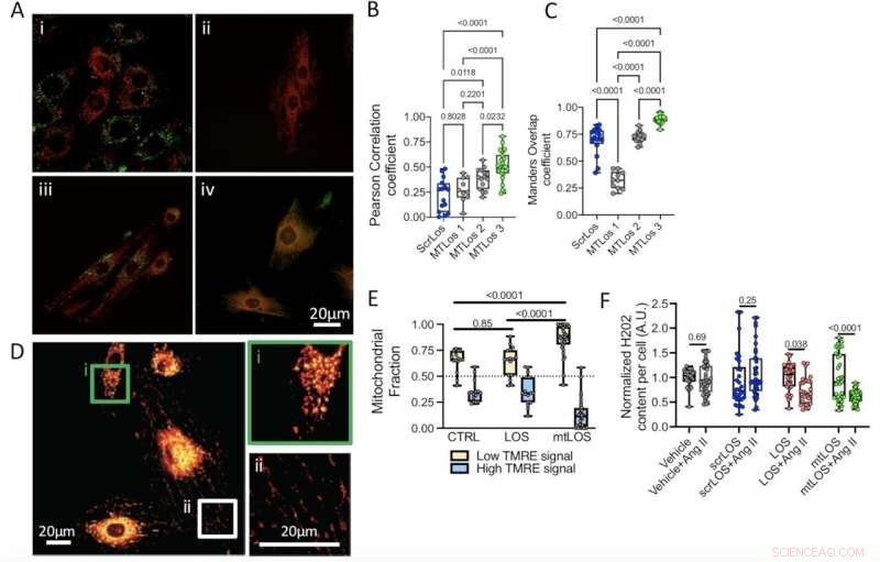 Scientists Develop Precision Mitochondrial Drug Delivery System