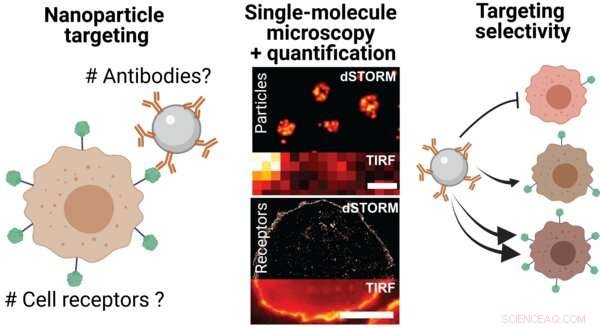 Microscopic Insights into Targeted Nanoparticle Delivery for Cancer Therapy