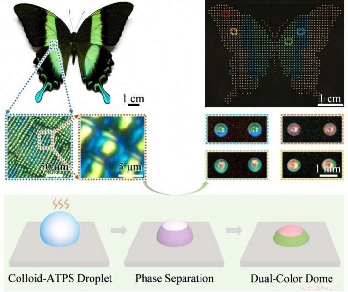Programmable Biomimetic Dual-Color Domes for Secure Encryption