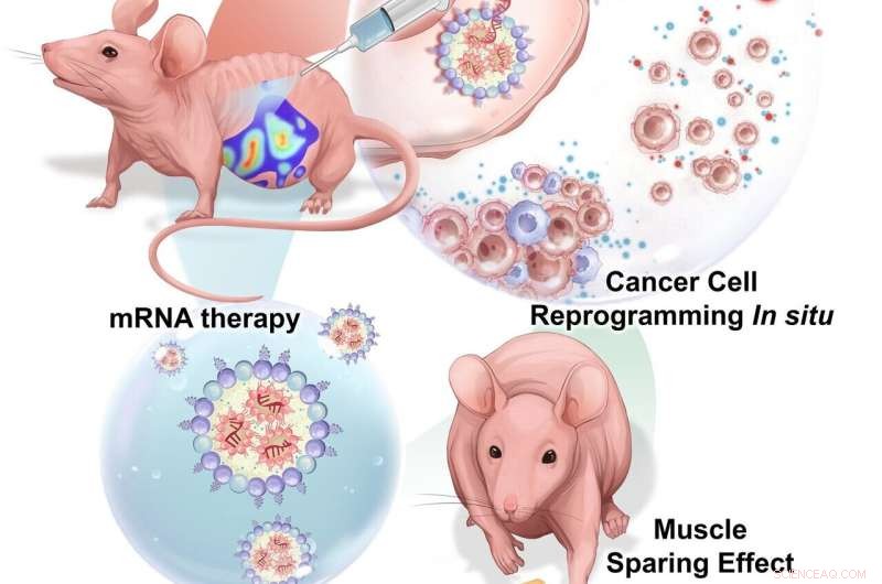 New mRNA Therapy Shows Promise for Ovarian Cancer and Cachexia