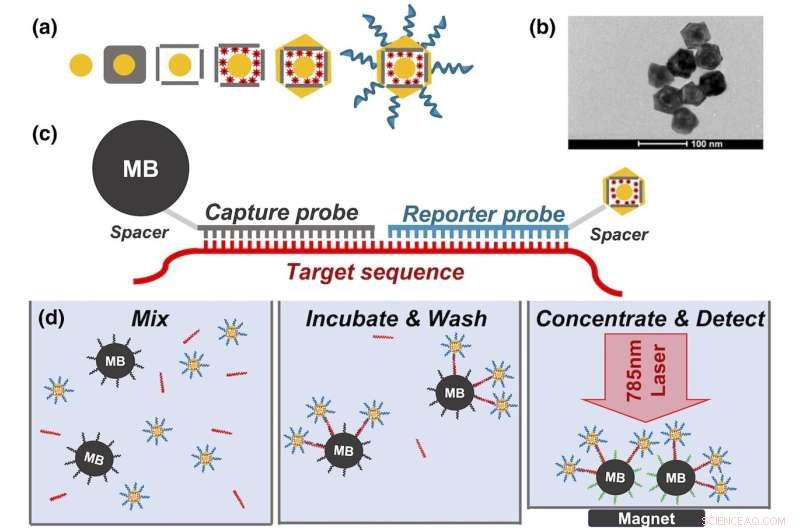 Nanorattles: Revolutionizing Disease Detection with Next-Gen Nanotechnology