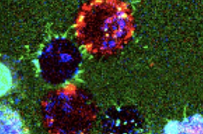 Microscopic Nanopipes May Deliver Drugs Directly to Individual Human Cells