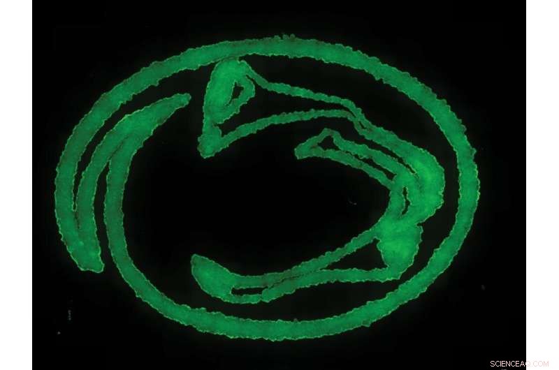 Revolutionary Granular Hydrogel Bioink Boosts Tissue Bioprinting Precision and Porosity