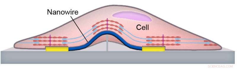 Dual-Mode Nanotransistor Sensor Captures Electrical & Mechanical Activity in Cardiac Cells