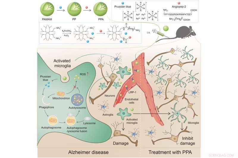Breakthrough: Scientists Create BBB-Permeable Nanoparticles to Target Alzheimer’s Therapy