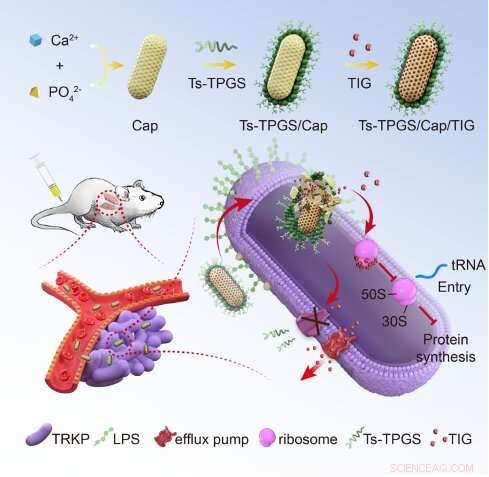Nanorod Therapy Overcomes Tigecycline Resistance in Klebsiella pneumonia
